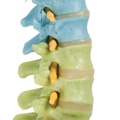 Image 5 - DIDACTIC FLEXIBLE HUMAN SPINE MODEL WITH FEMUR HEADS - 3B SMART ANATOMY