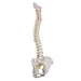 Image 3 - HIGHLY FLEXIBLE HUMAN SPINE MODEL, MOUNTED ON A FLEXIBLE CORE - 3B SMART ANATOMY