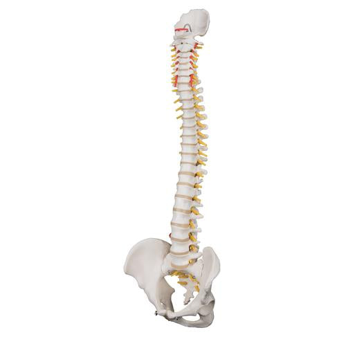 Image 4 - HIGHLY FLEXIBLE HUMAN SPINE MODEL, MOUNTED ON A FLEXIBLE CORE - 3B SMART ANATOMY