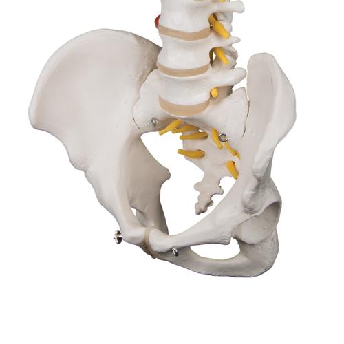 Image 6 - HIGHLY FLEXIBLE HUMAN SPINE MODEL, MOUNTED ON A FLEXIBLE CORE - 3B SMART ANATOMY