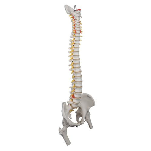 Image 3 - HIGHLY FLEXIBLE HUMAN SPINE MODEL, MOUNTED ON A FLEXIBLE CORE, WITH FEMUR HEADS - 3B SMART ANATOMY