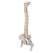 Image 4 - HIGHLY FLEXIBLE HUMAN SPINE MODEL, MOUNTED ON A FLEXIBLE CORE, WITH FEMUR HEADS - 3B SMART ANATOMY