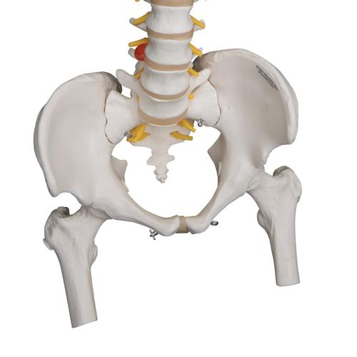 Image 5 - HIGHLY FLEXIBLE HUMAN SPINE MODEL, MOUNTED ON A FLEXIBLE CORE, WITH FEMUR HEADS - 3B SMART ANATOMY