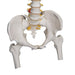 Image 5 - HIGHLY FLEXIBLE HUMAN SPINE MODEL, MOUNTED ON A FLEXIBLE CORE, WITH FEMUR HEADS - 3B SMART ANATOMY