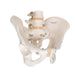 Image 3 - HUMAN MALE PELVIS SKELETON MODEL - 3B SMART ANATOMY