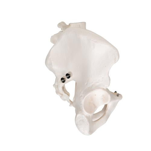 Image 4 - HUMAN MALE PELVIS SKELETON MODEL - 3B SMART ANATOMY