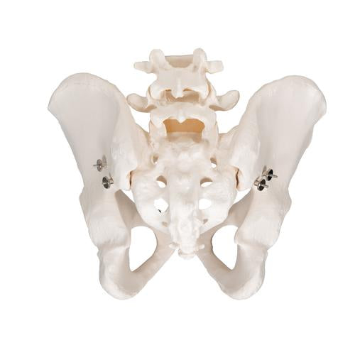 Image 5 - HUMAN MALE PELVIS SKELETON MODEL - 3B SMART ANATOMY