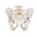 Image 5 - HUMAN MALE PELVIS SKELETON MODEL - 3B SMART ANATOMY