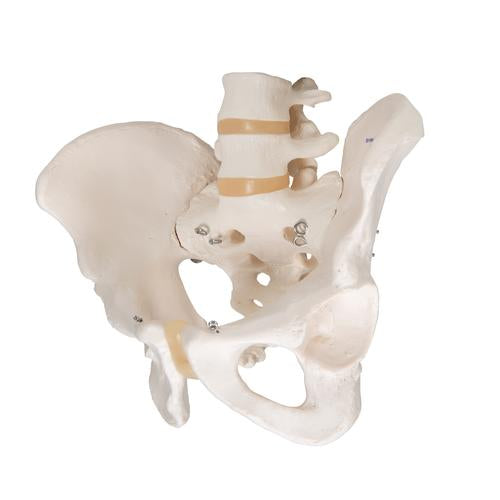 Image 6 - HUMAN MALE PELVIS SKELETON MODEL - 3B SMART ANATOMY