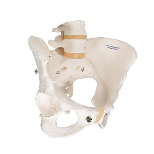 Image 3 - HUMAN FEMALE PELVIC SKELETON MODEL - 3B SMART ANATOMY