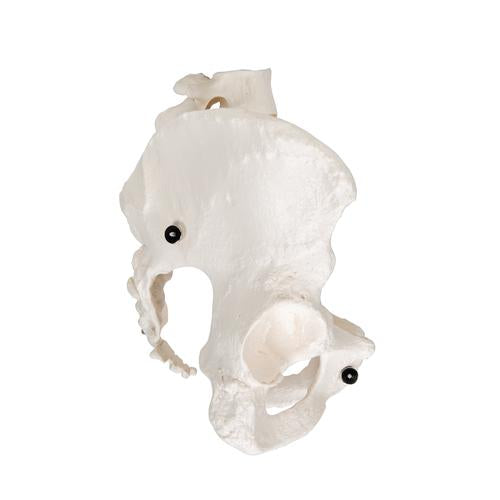 Image 4 - HUMAN FEMALE PELVIC SKELETON MODEL - 3B SMART ANATOMY