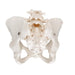 Image 5 - HUMAN FEMALE PELVIC SKELETON MODEL - 3B SMART ANATOMY