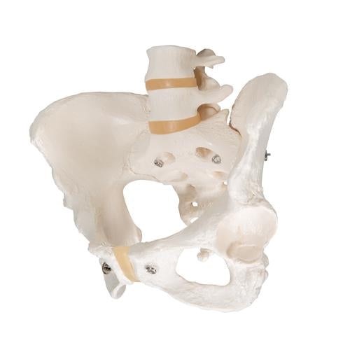 Image 6 - HUMAN FEMALE PELVIC SKELETON MODEL - 3B SMART ANATOMY