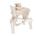 Image 3 - HUMAN PELVIS SKELETON MODEL, FEMALE WITH MOVABLE FEMUR HEADS - 3B SMART ANATOMY