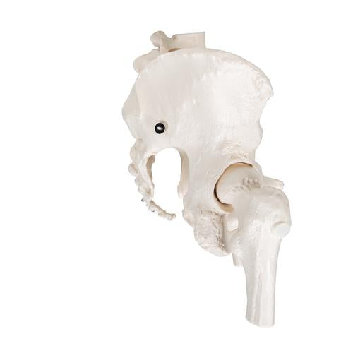 Image 4 - HUMAN PELVIS SKELETON MODEL, FEMALE WITH MOVABLE FEMUR HEADS - 3B SMART ANATOMY