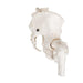 Image 4 - HUMAN PELVIS SKELETON MODEL, FEMALE WITH MOVABLE FEMUR HEADS - 3B SMART ANATOMY