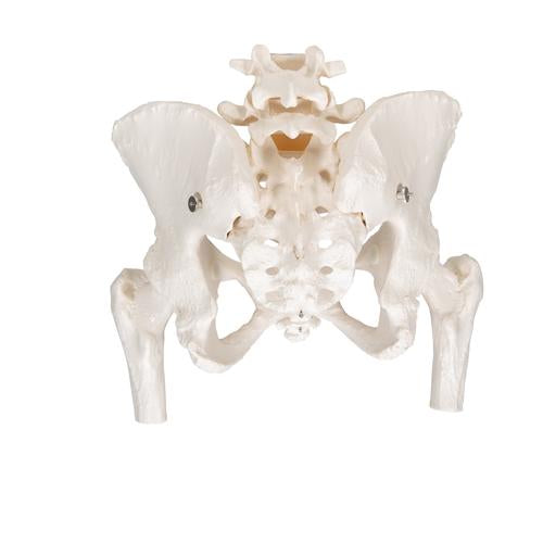 Image 5 - HUMAN PELVIS SKELETON MODEL, FEMALE WITH MOVABLE FEMUR HEADS - 3B SMART ANATOMY