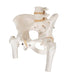 Image 6 - HUMAN PELVIS SKELETON MODEL, FEMALE WITH MOVABLE FEMUR HEADS - 3B SMART ANATOMY