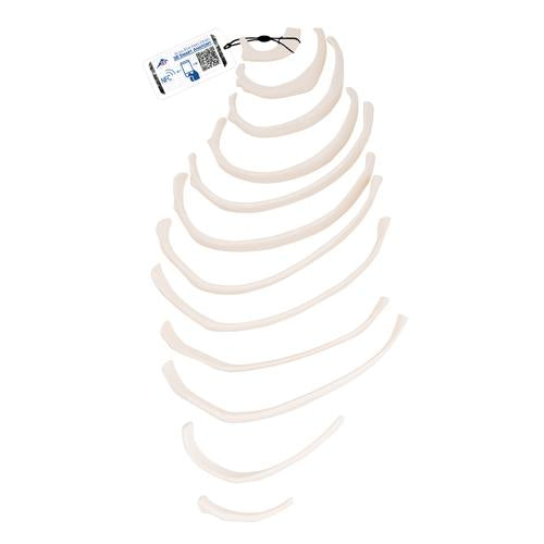 Human Ribs Model - 3B Smart Anatomy — Health Simulation
