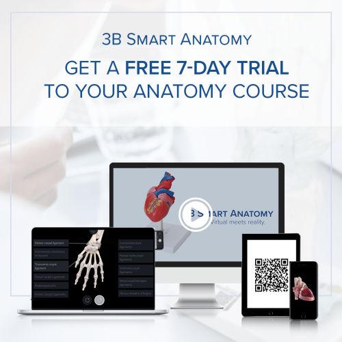 Image 2 - HUMAN RIBS MODLE - 3B SMART ANATOMY