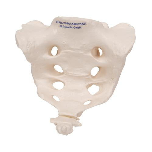 Image 3 - HUMAN SACRUM & COCCYX MODEL - 3B SMART ANATOMY