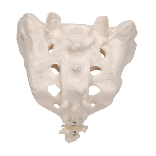 Image 4 - HUMAN SACRUM & COCCYX MODEL - 3B SMART ANATOMY