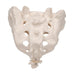 Image 4 - HUMAN SACRUM & COCCYX MODEL - 3B SMART ANATOMY