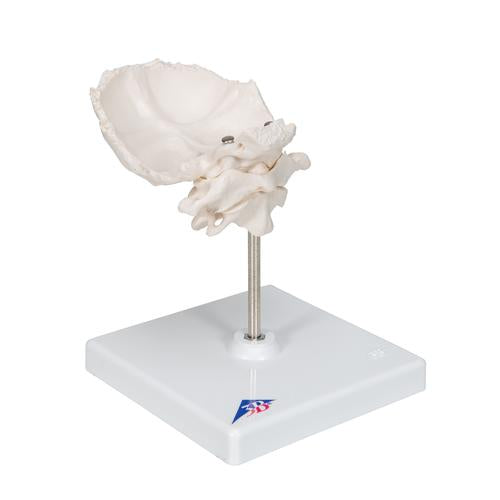 Image 3 - ATLAS & AXIS MODEL WITH OCCIPITAL PLATE, WIRE MOUNTED, ON REMOVABLE STAND - 3B SMART ANATOMY