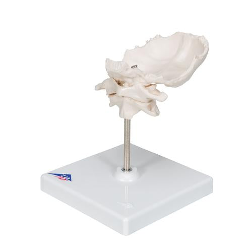 Image 6 - ATLAS & AXIS MODEL WITH OCCIPITAL PLATE, WIRE MOUNTED, ON REMOVABLE STAND - 3B SMART ANATOMY