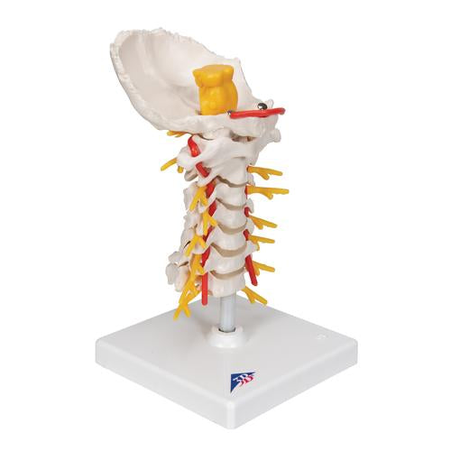 Image 3 - CERVICAL HUMAN SPINAL COLUMN MODEL - 3B SMART ANATOMY