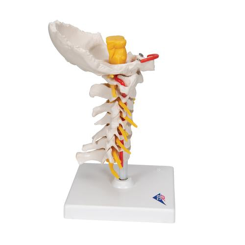 Image 4 - CERVICAL HUMAN SPINAL COLUMN MODEL - 3B SMART ANATOMY