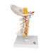 Image 4 - CERVICAL HUMAN SPINAL COLUMN MODEL - 3B SMART ANATOMY