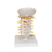 Image 5 - CERVICAL HUMAN SPINAL COLUMN MODEL - 3B SMART ANATOMY