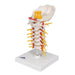 Image 6 - CERVICAL HUMAN SPINAL COLUMN MODEL - 3B SMART ANATOMY