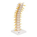 Image 3 - THORACIC HUMAN SPINAL COLUMN MODEL - 3B SMART ANATOMY