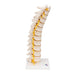 Image 4 - THORACIC HUMAN SPINAL COLUMN MODEL - 3B SMART ANATOMY