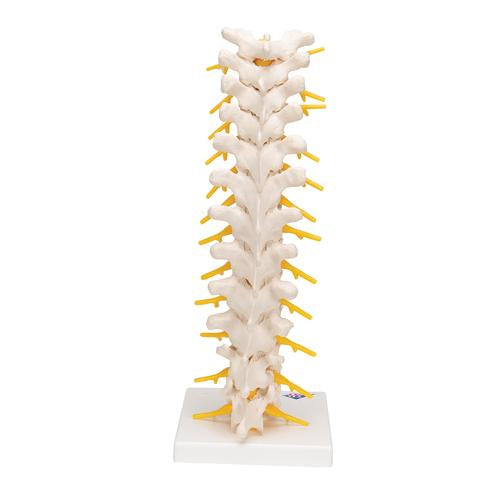 Image 5 - THORACIC HUMAN SPINAL COLUMN MODEL - 3B SMART ANATOMY