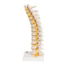 Image 6 - THORACIC HUMAN SPINAL COLUMN MODEL - 3B SMART ANATOMY