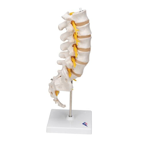 Image 3 - LUMBAR HUMAN SPINAL COLUMN MODEL - 3B SMART ANATOMY