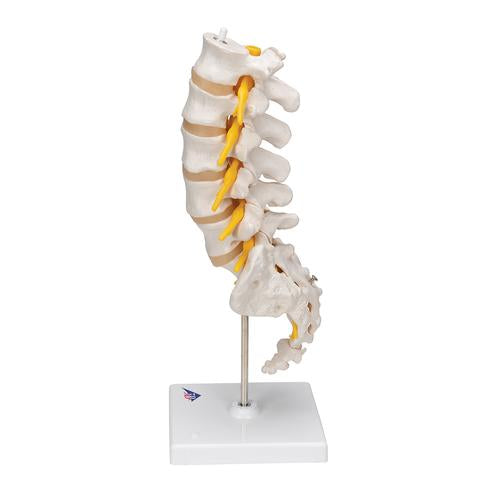 Image 4 - LUMBAR HUMAN SPINAL COLUMN MODEL - 3B SMART ANATOMY