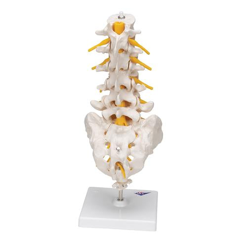 Image 5 - LUMBAR HUMAN SPINAL COLUMN MODEL - 3B SMART ANATOMY