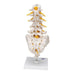 Image 5 - LUMBAR HUMAN SPINAL COLUMN MODEL - 3B SMART ANATOMY