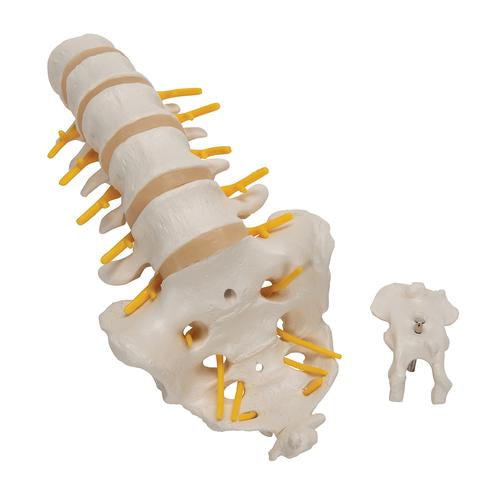 Image 6 - LUMBAR HUMAN SPINAL COLUMN MODEL - 3B SMART ANATOMY