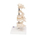 Image 6 - MODEL OF 6 HUMAN VERTEBRAE, MOUNTED ON STAND (ATLAS, AXIS, CERVICAL, 2X THORACIC, LUMBAR) - 3B SMART ANATOMY