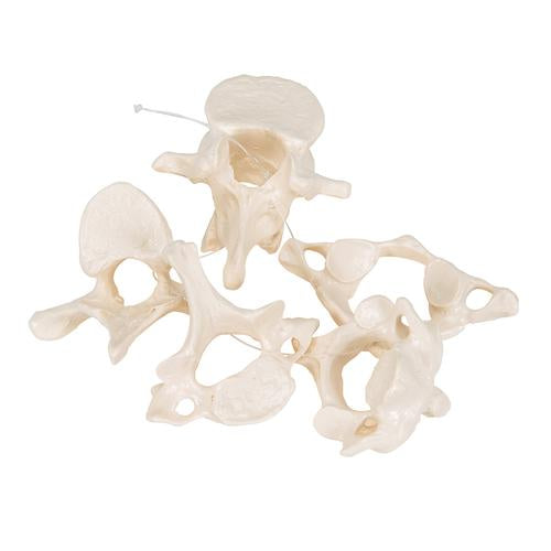 Image 2 - 5 HUMAN VERTEBRAE, LOOSELY THREADED ON NYLON (ATLAS, AXIS, CERVICAL, THORACIC, LUMBAR) - 3B SMART ANATOMY