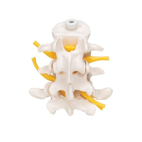 Image 5 - 3 HUMAN LUMBAR VERTEBRAE, FLEXIBLY MOUNTED - 3B SMART ANATOMY