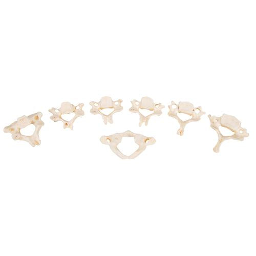 Image 3 - SET OF 24 BONELIKE™ VERTEBRAE MODELS - 3B SMART ANATOMY