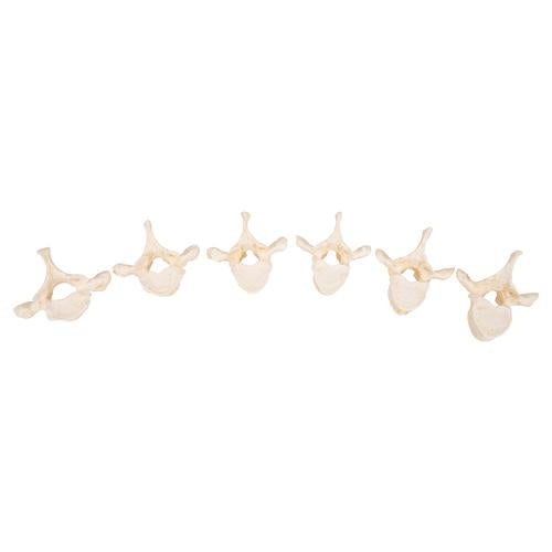 Image 4 - SET OF 24 BONELIKE™ VERTEBRAE MODELS - 3B SMART ANATOMY