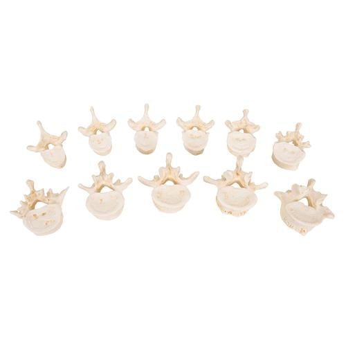 Image 5 - SET OF 24 BONELIKE™ VERTEBRAE MODELS - 3B SMART ANATOMY