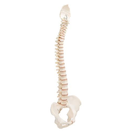 Image 3 - BONELIKE™ HUMAN VERTEBRAL COLUMN MODEL - 3B SMART ANATOMY